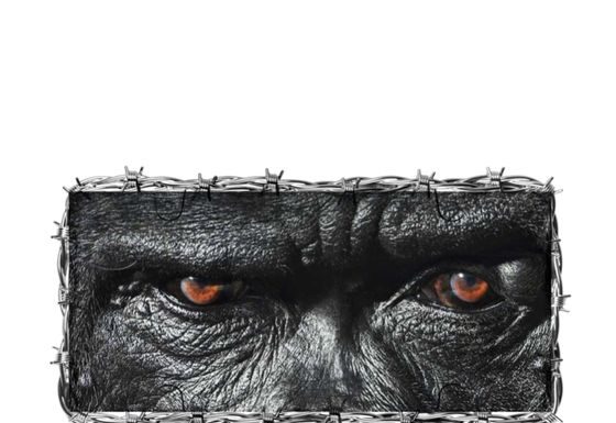 joey b yaw tog gorilla