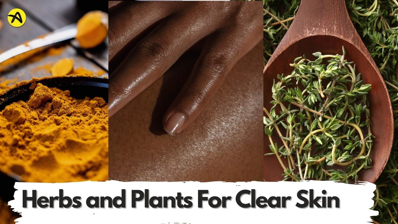 Natural Herbs and Plants For a Good Skincare routine