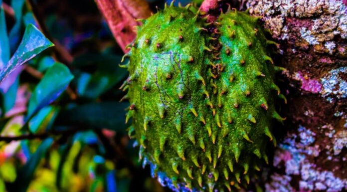 Best Ghanaian Herbs for fertility