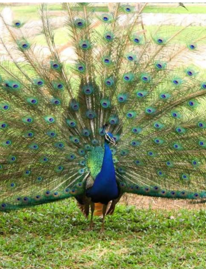 Kumasi Zoological Gardens Location | Tourist sites in Ghana