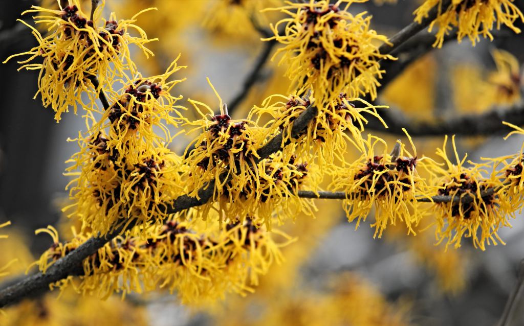 witch hazel skin care