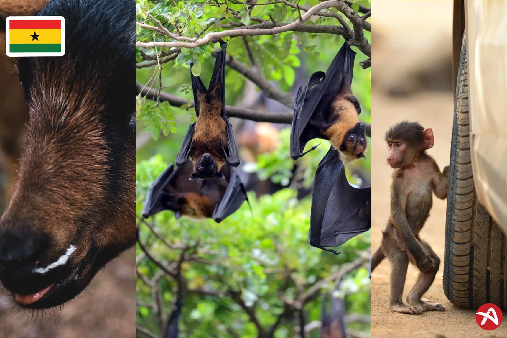 Wild Animals In Ghana