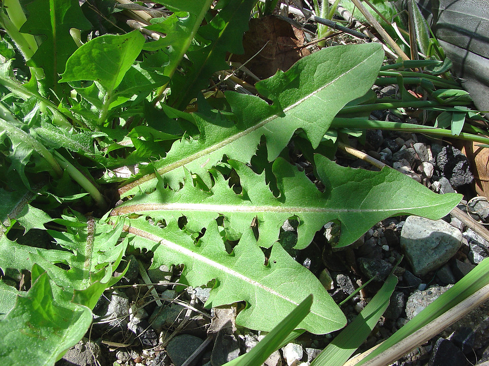 The Benefits of Dandelion, Tea and Salads