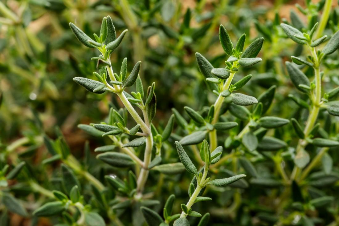 15 Best Natural Herbs and Plants For a Good Skincare routine 18