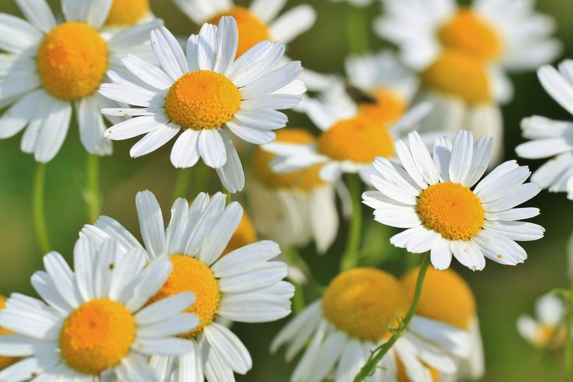 15 Best Natural Herbs and Plants For a Good Skincare routine 14