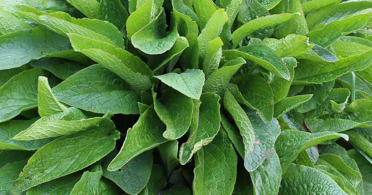 15 Best Natural Herbs and Plants For a Good Skincare routine 13