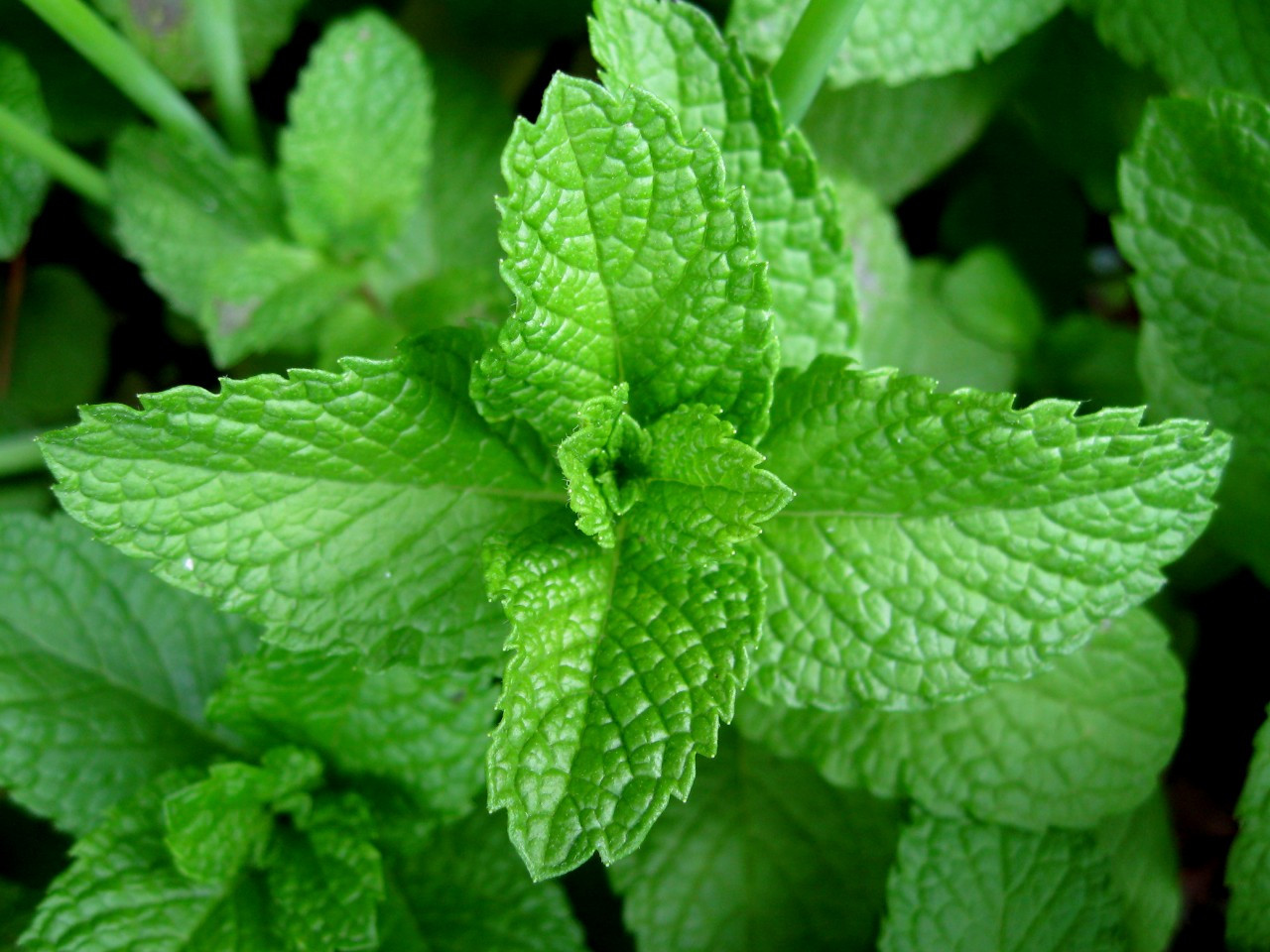 15 Best Natural Herbs and Plants For a Good Skincare routine 12