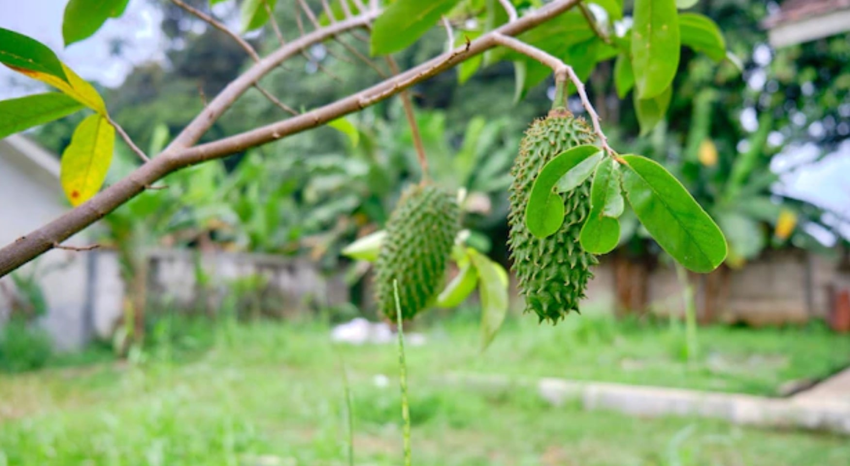 Best Ghanaian Herbs for fertility 1