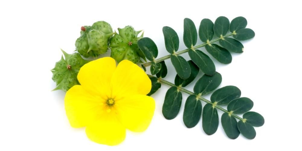 Best Herbs for fertility in Women and Men 4