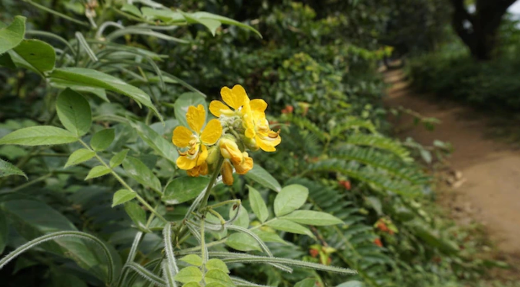 Ghanaian Herbs for fertility