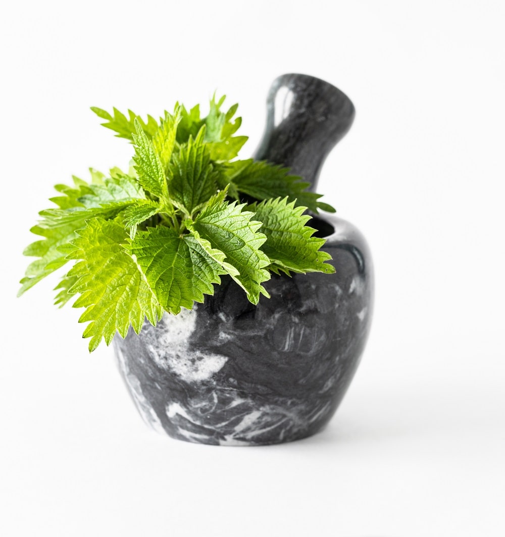 Nettle leaves
